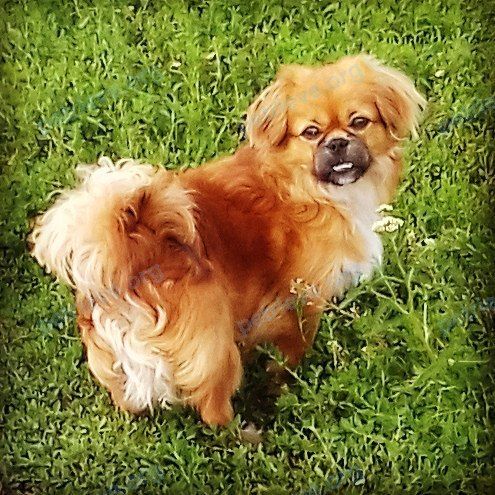 Small young male dog Лёва, lost near ул. Верхнеполевая Полевая, 19, Ульяновск, Ульяновская обл., Россия, 432002 on Dec 21, 2017.