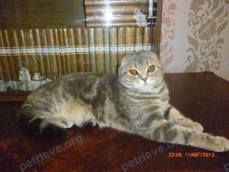 Medium adult gray female cat Пушинка, lost near Боевой пр-д, 25, Липецк, Липецкая обл., Россия, 398037 on Dec 18, 2017.