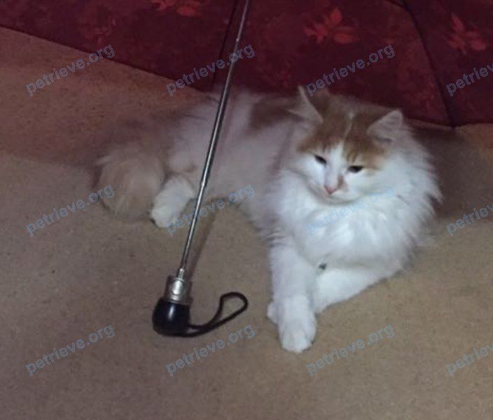 Medium young mixed color male cat Барсик, lost near Трудовой пер., 24, Ростов-на-Дону, Ростовская обл., Россия, 344013 on Jan 06, 2018.