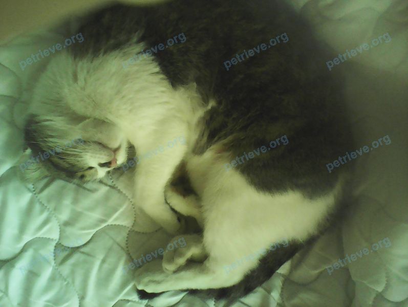 Medium young gray female cat, found near пр. Михаила Нагибина, 17, Ростов-на-Дону, Ростовская обл., Россия, 344038 on Jan 10, 2018.