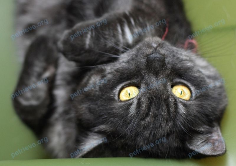 Medium young gray male cat Дымок, lost near Ново-Карьерная ул., 23, Липецк, Липецкая обл., Россия, 398002 on Dec 31, 2017.