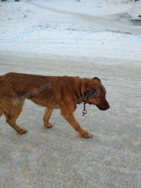 Big adult brown male dog, found near ул. Калинина, 6, Среднеуральск, Свердловская обл., Россия, 624070 on Jan 18, 2018.