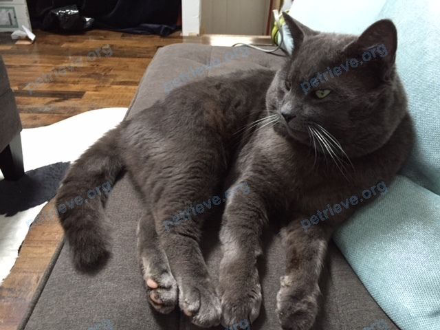 Medium adult gray male cat Mr nickels, lost near 2688 Kinnerton Crescent, Mississauga, ON L5K 2B2, Canada on Jan 06, 2018.