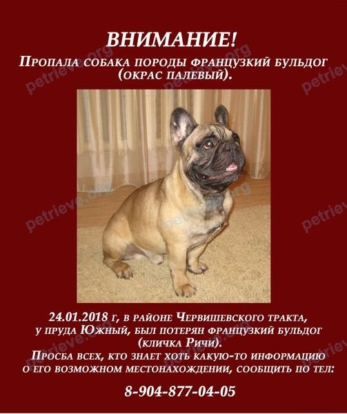 Medium adult mixed color male dog Ричи, lost near ул. Федюнинского, 7/101, Тюмень, Тюменская обл., Россия, 625062 on Jan 24, 2018.