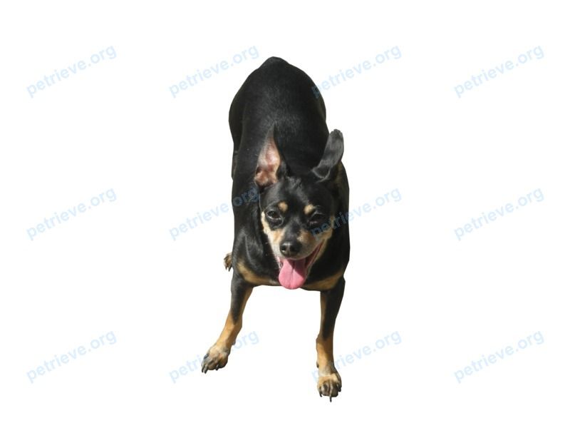 Small old black male dog Арнольд, lost near ул. К. Белова, 53, Череповец, Вологодская обл., Россия, 162624 on Jan 25, 2018.