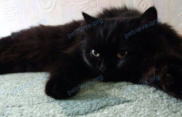Medium young black male cat Буффон, lost near Березовая ул., 43, Усть-Лабинск, Краснодарский край, Россия, 352331 on Jan 29, 2018.