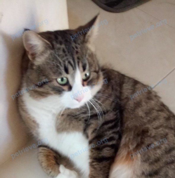 Big young male cat барсик, lost near Брянск, Брянская обл., Россия, 241041 on Jan 25, 2018.