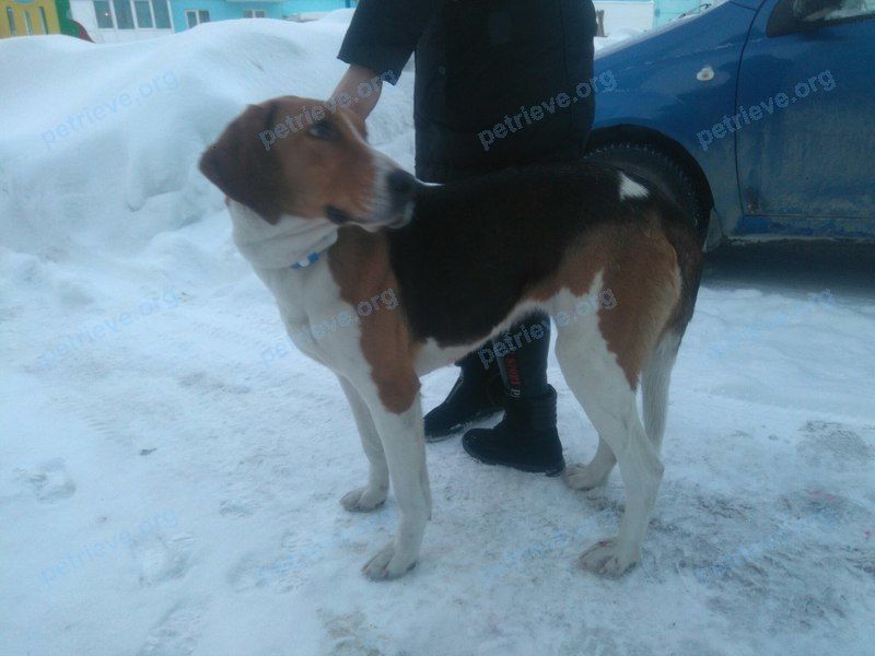 Big young mixed color female dog, found near ул. Кошурникова, 24, Новосибирск, Новосибирская обл., Россия, 630112 on Jan 30, 2018.