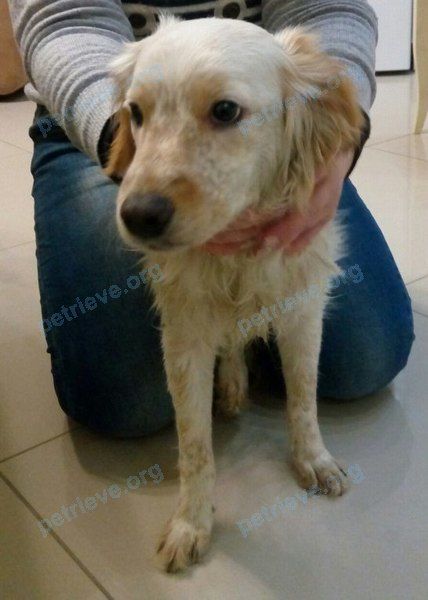 Medium young yellow female dog, found near ул. Каслинская, 99, Челябинск, Челябинская обл., Россия, 454084 on Feb 03, 2018.