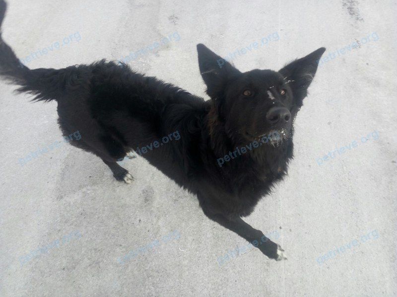 Medium young black female dog, found near ул. Кирова, 93 корпус 1, Магнитогорск, Челябинская обл., Россия, 455002 on Feb 05, 2018.