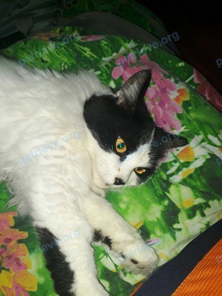 Medium adult mixed color female cat Мотя, Мотильда, lost near ул. С.-Щедрина, 22, Калуга, Калужская обл., Россия, 248002 on Feb 02, 2018.