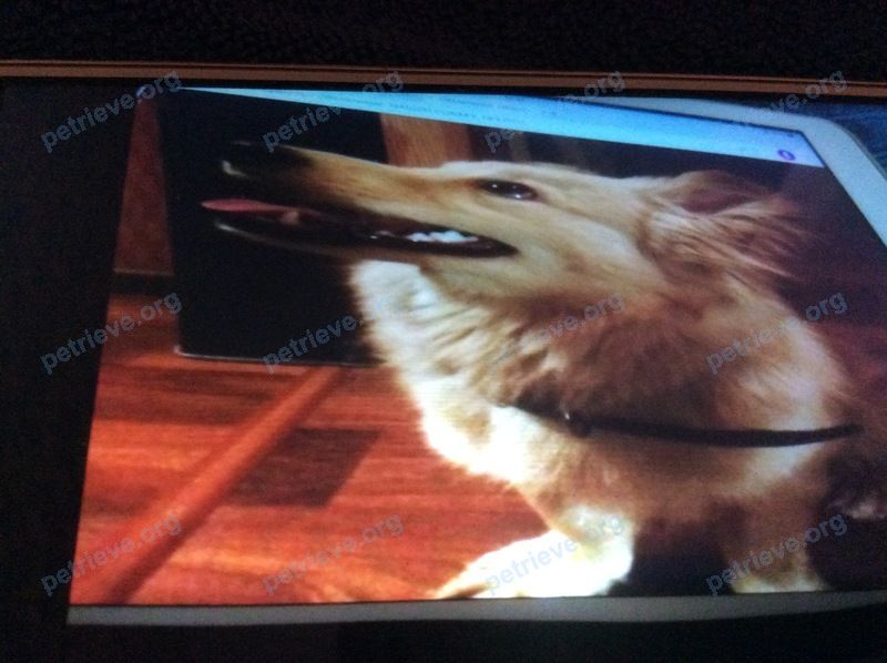 Medium young yellow male dog Умка, lost near ул. Фомина, 23, Орёл, Орловская обл., Россия, 302030 on Jan 18, 2018.