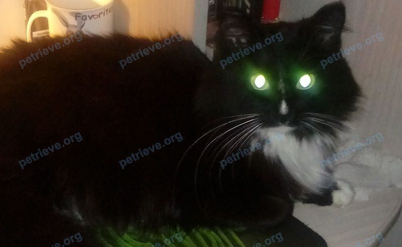 Medium adult female cat Алиса, lost near ул. 10 лет Октября, 187А, Омск, Омская обл., Россия, 644009 on Feb 16, 2018.