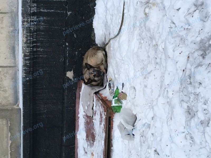 Средний многоцветный взрослый пёс, найден 20.02.2018 рядом с ул. Костычева, 8, Новосибирск, Новосибирская обл., Россия, 630054.