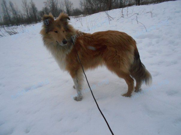 Medium young male dog Рыжик, lost near Промышленная ул., 12, Апатиты, Мурманская обл., Россия, 184209 on Feb 18, 2018.