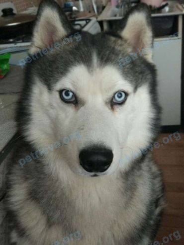 Big young gray male dog НОРД, lost near ул. Текстильщиков, 15, Балашиха, Московская обл., Россия, 143910 on Feb 26, 2018.