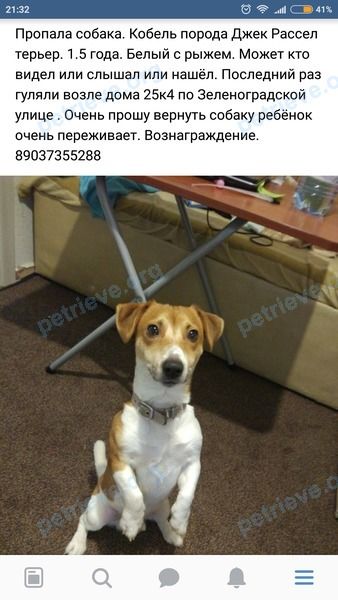 Маленький многоцветный молодой пёс, пропал 27.02.2018 рядом с Зеленоградская ул., 25 корпус 4, Москва, Россия, 125475.