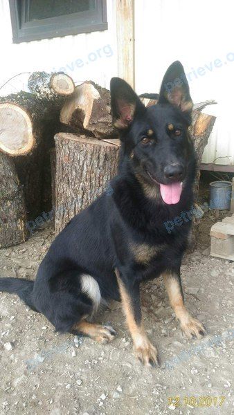 Big adult black female dog, lost near ул. Шкирятова, 38, Сальск, Ростовская обл., Россия, 347631 on Jan 14, 2018.