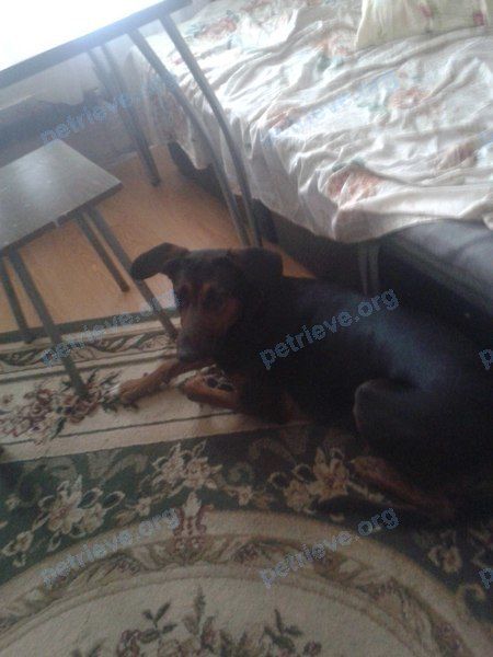 Medium young black female dog Альфа, lost near просп. Победы, 364А, Челябинск, Челябинская обл., Россия, 454021 on Mar 08, 2018.