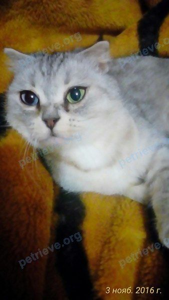 Средняя серая взрослая кошка Сильва, пропала 10.03.2018 рядом с ул. Котовского, 27-29, Новочеркасск, Ростовская обл., Россия, 346416.