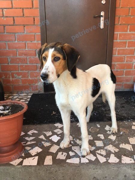 Medium young mixed color female dog, found near Окружная, Липецк, Липецкая обл., Россия, 398048 on Mar 10, 2018.