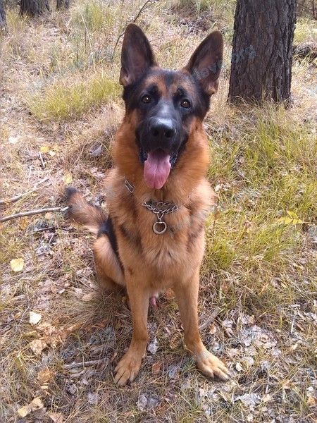Big adult brown male dog Гром, lost near просп. Победы, 166, Челябинск, Челябинская обл., Россия, 454084 on Mar 10, 2018.