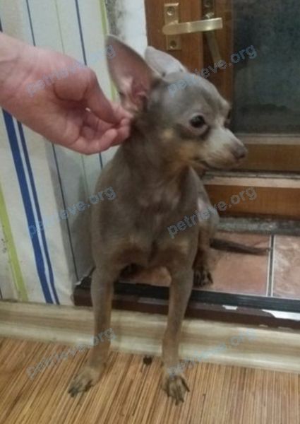 Small young male dog, found near ул. Серго Орджоникидзе, 6 корпус 2, Ярославль, Ярославская обл., Россия, 150051 on Apr 16, 2018.