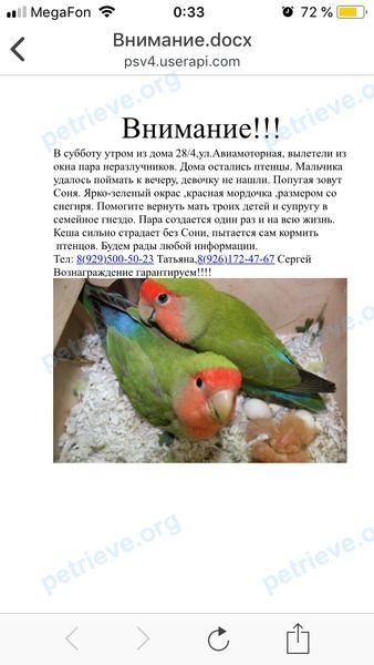 Small young green female bird Соня, lost near Авиамоторная ул., 30 корпус 2, Москва, Россия, 111024 on Apr 14, 2018.