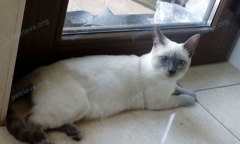 Medium young white male cat, lost near ул. Лиговская, 2 корпус 1, Краснодар, Краснодарский край, Россия, 350005 on Apr 01, 2018.