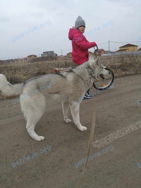 Medium young gray female dog Ворожея, lost near Степенная ул., 67, Омск, Омская обл., Россия, 644022 on Apr 23, 2018.