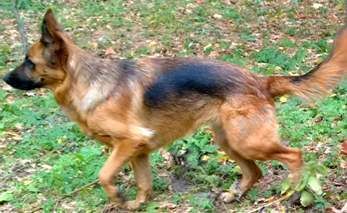 Big adult brown male dog Тильда, lost near Пески, Московская обл., Россия, 140477 on Apr 25, 2018.