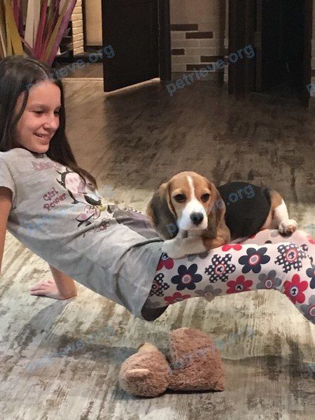 Medium young mixed color male dog ФИЛИПП, lost near Гористая ул., 32, Самара, Самарская обл., Россия, 443122 on Apr 29, 2018.