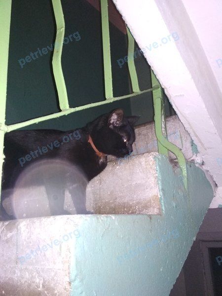 Средний чёрный молодой кот, найден 01.05.2018 рядом с ул. Кирова, 78, Подольск, Московская обл., Россия, 142117.