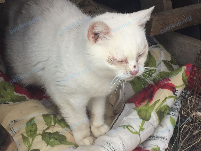 Small young white female cat, found near 43а, Жуковка, Московская обл., Россия, 141825 on Apr 30, 2018.