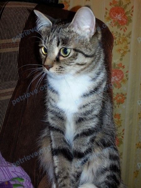 Medium adult brown female cat Пандора, lost near Куеда, Пермский край, Россия, 617700 on Apr 20, 2018.