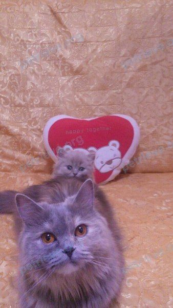 Young gray female cat лиза, lost near ул. Братьев Касимовых, 64, Казань, Респ. Татарстан, Россия, 420110 on May 11, 2018.