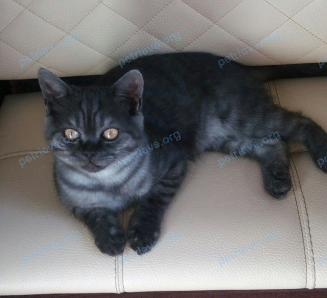Medium young gray male cat Нафаня, lost near Карла Либкнехта ул., 5, Липецк, Липецкая обл., Россия, 398007 on May 05, 2018.