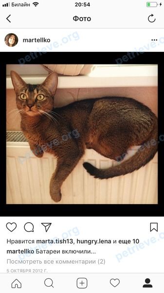 Medium adult brown female cat Василиса, lost near Улица Красная Гора, 1 корпус 1, Звенигород, Московская обл., Россия, 143180 on May 15, 2018.