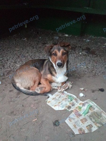 Medium young mixed color female dog, found near Череповец, Вологодская обл., Россия, 162623 on May 17, 2018.