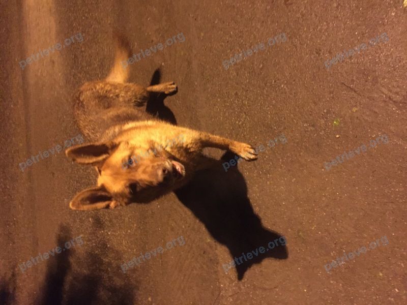 Big young brown female dog, found near Вишняковское ш. (Никольско-Архангельский), 64, Балашиха, Московская обл., Россия, 143914 on May 20, 2018.
