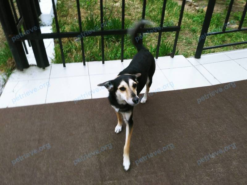 Small young black female dog -, found near ул. Журавлева, 87, Чита, Забайкальский край, Россия, 672012 on May 21, 2018.