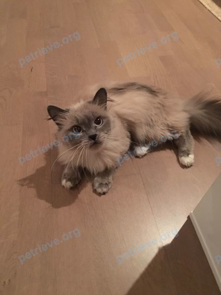 Medium adult gray female cat Лиза, lost near ул. Вишневского, 22, Казань, Респ. Татарстан, Россия, 420043 on May 20, 2018.