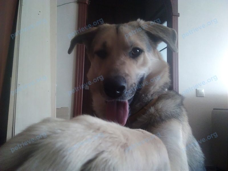 Big young orange male dog Сэм, lost near Новомытищинский пр., 44, Мытищи, Московская обл., Россия, 141008 on May 25, 2018.