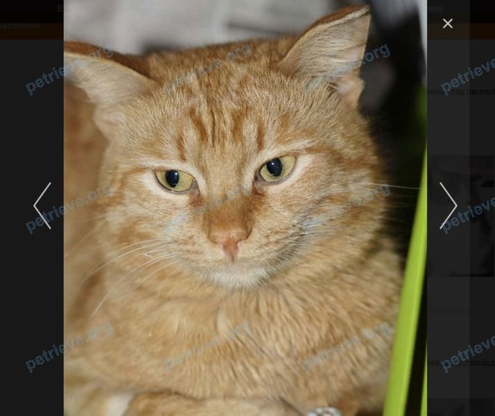 Medium young orange male cat путин, lost near ул. Аксакова, 19, Березники, Пермский край, Россия, 618400 on Mar 15, 2018.