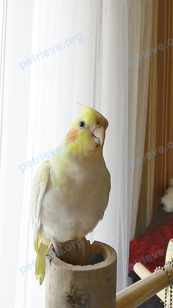 Medium young mixed color male bird Риччи, lost near ул. Кухмистерова, 14, Москва, Россия, 109388 on May 18, 2018.