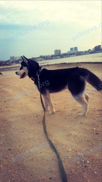 Medium young male dog Юки, lost near Ростовская ул., 14, Анапа, Краснодарский край, Россия, 353456 on May 01, 2018.