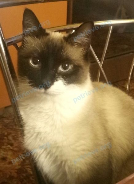 Medium young mixed color female cat Ника, lost near ул. Котовского, 13, Тула, Тульская обл., Россия, 300012 on Jun 04, 2018.