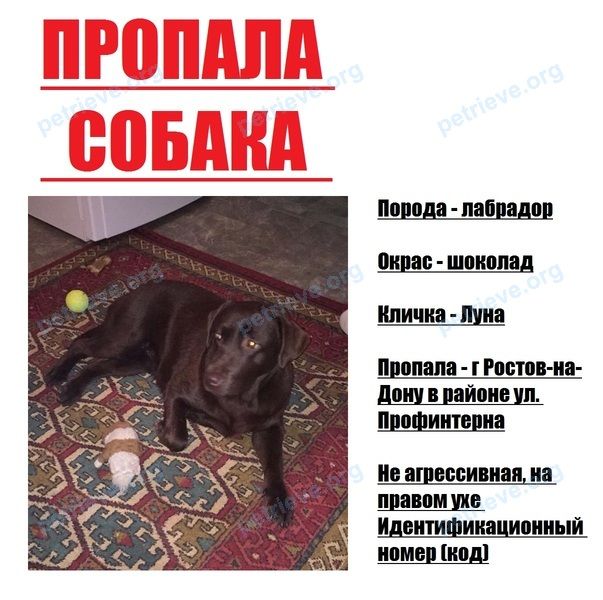Medium young brown female dog Луна, lost near ул. Профинтерна, 12, Ростов-на-Дону, Ростовская обл., Россия, 344079 on May 22, 2018.