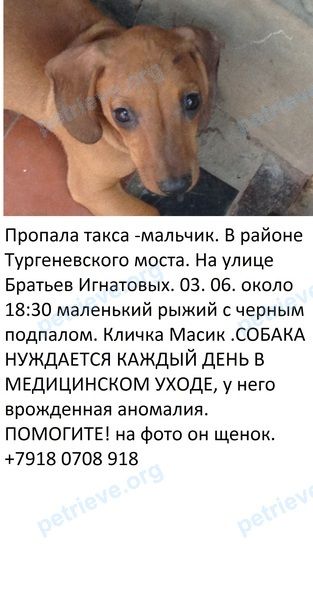Medium adult brown male dog масик, lost near ул. имени Братьев Игнатовых, 59, Краснодар, Краснодарский край, Россия, 350000 on Jun 03, 2018.