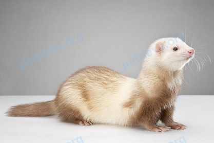 Medium young yellow female ferret Неизвестный, found near Болотниковская ул., 51 корпус 2, Москва, Россия, 117209 on Jun 15, 2018.